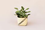 6" Marble Peperomia + Basket | Planter in Vases & Vessels by NEEPA HUT. Item made of wood