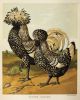 Rooster Art, Vintage Chicken Art, Vintage Rooster Art | Prints by Capricorn Press. Item composed of paper compatible with boho and minimalism style