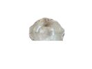 Studio Line Chawan Bowl | Decorative Bowl in Decorative Objects by RAW & UNIQ