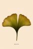 Botanical Wall Art Print Set of 17, Minimalist Plant Prints, Neutral Green Gallery Wall, Printable Botanical Posters, Digital Download Decor | Digital Art in Art & Wall Decor by Colorize Paper Studio