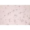 Alan Mizrahi AM8832R Long Windfall | Chandeliers by Alan Mizrahi Lighting Design