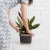 6" Rattlesnake + Planter Basket | Vases & Vessels by NEEPA HUT