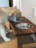 Dog Feeding Station | Bowl in Dinnerware by ROOM-3. Item composed of wood & synthetic