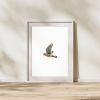 Photograph • American Kestrel, PNW, Oregon, Bird Photography | Photography by Honeycomb. Item composed of metal and paper in minimalism style