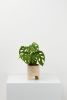 Small Archie Planter | Vases & Vessels by Capra Designs