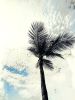 Punta Cana Palms - Incandescent | Photography by Joanie Landau