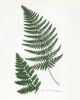 Botanical Print Set of 3, Fern Print Set, Set of Fern Prints | Prints by Capricorn Press. Item composed of paper in boho or minimalism style