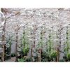 AM1077 Custom Rectangle Bubbles | Chandeliers by Alan M