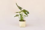 6" Monstera Split Leaf + Planter Basket | Vases & Vessels by NEEPA HUT. Item composed of wood