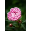 Photograph • Pink Florals, Peony, Garden, Nature Photograph | Photography by Honeycomb. Item made of metal with paper