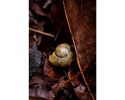 Photograph • Vacancy, Snail Shell, PNW, Oregon, Macro | Photography by Honeycomb. Item composed of metal and paper in boho style