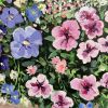 Petunia Vintage | Oil And Acrylic Painting in Paintings by Meredith H. Item made of canvas works with contemporary & country & farmhouse style
