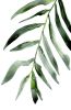Palm Frond | Prints by Brazen Edwards Artist. Item made of canvas with paper