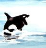 Orca Breach | Prints by Brazen Edwards Artist. Item made of canvas with paper