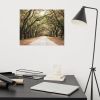 Live Oak Trees and Spanish Moss Roadway Rustic Farmhouse Art | Photography by PIPA Designs