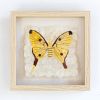 Mini Moth - Argema mittrei | Mixed Media by Tanana Madagascar. Item made of fabric
