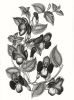 "Torenia Asiatica Pulcherrima" Print | Prints by Stevie Howell. Item made of paper