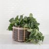 6" Satin Pothos + Planter Basket | Vases & Vessels by NEEPA HUT. Item composed of fiber