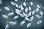 Les Cygnes | Photography by Louise O'Gorman