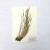 Vintage Pressed Botanical #21 | Pressing in Art & Wall Decor by Farmhaus + Co.
