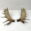 Moose Antler Wall Mounts | Wall Sculpture in Wall Hangings by Farmhaus + Co.. Item composed of wood