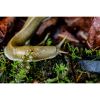 Photograph • Banana Slug, Forest, Insects, PNW, Macro | Photography by Honeycomb. Item made of metal with paper