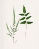 Fern Print Set, Farmhouse set of 6 fern prints, Cottagecore | Prints by Capricorn Press. Item composed of paper compatible with boho and country & farmhouse style