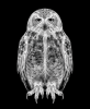 EXPOSED WINTER — SNOW OWL | Decorative Objects by Exposedart