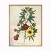 Farmhouse Botanical Print Set, Set of 4 botanical prints | Prints by Capricorn Press. Item composed of paper compatible with boho and country & farmhouse style