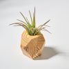 GEORGIA Pine Air Plant Holder | Planter in Vases & Vessels by Untitled_Co