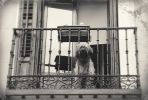 Balcony # 17 (dog) | Photography by Louise O'Gorman
