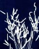 Ornamental Grass Four | Prints in Paintings by Kathy Ferguson Art
