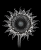 EXPOSED AUTUMN — DRIED SUNFLOWER | Decorative Objects by Exposedart