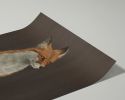 The Woodland Fox - Brown Edition | Prints by The Ugly Cat Studio