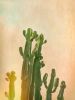 Cactus glow | Photography by Louise O'Gorman
