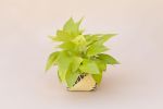 6" Neon Pothos + Planter Basket | Plant Hanger in Plants & Landscape by NEEPA HUT. Item made of wood