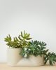 Double Planter | Vases & Vessels by Misewell