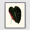 Botanical Print Set, Set of 4 botanical prints, Antique | Prints by Capricorn Press. Item composed of paper in boho or country & farmhouse style
