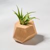 GEORGIA Beech Air Plant Holder | Planter in Vases & Vessels by Untitled_Co