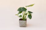 6" Monstera Split Leaf + Planter Basket | Vases & Vessels by NEEPA HUT. Item composed of wood