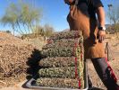 Creosote Smudge Stick | Plants & Flowers by Pima Sage