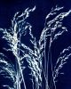 Ornamental Grass Five | Prints in Paintings by Kathy Ferguson Art