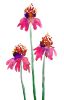 Echinacea | Prints by Brazen Edwards Artist. Item made of canvas with paper