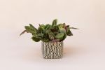 6" Maranta Prayer Plant + Basket | Planter in Vases & Vessels by NEEPA HUT. Item composed of wood & fiber