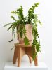 Banjo Planter and Cork Plant Stand Set | Vases & Vessels by Capra Designs