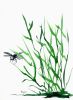 Dragonfly | Prints by Brazen Edwards Artist. Item made of canvas with paper