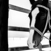 Shake The Frost - Vertical | Prints by Western Mavrik