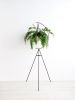 Crescent Plant Stand | Plants & Landscape by Capra Designs