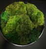 Moss Bowl Centerpiece | Decorative Bowl in Decorative Objects by Moss Art Installations