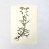 Vintage Pressed Botanical #36 | Pressing in Art & Wall Decor by Farmhaus + Co.